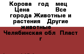 Корова 1 год 4 мец › Цена ­ 27 000 - Все города Животные и растения » Другие животные   . Челябинская обл.,Пласт г.